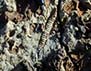 Echinodermen-Kalk