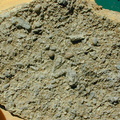 Fossilienplatte