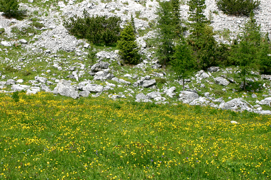 Wiese