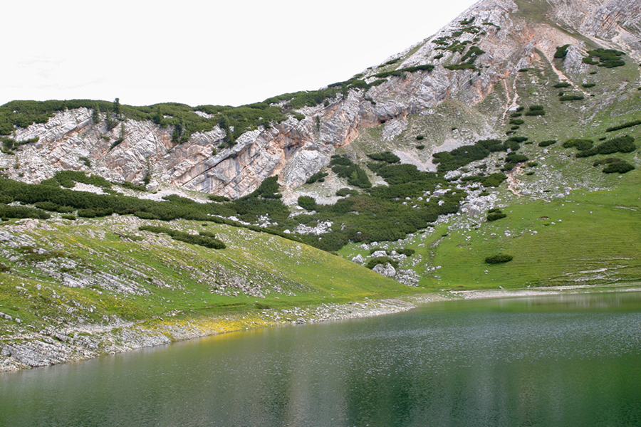 Limosee