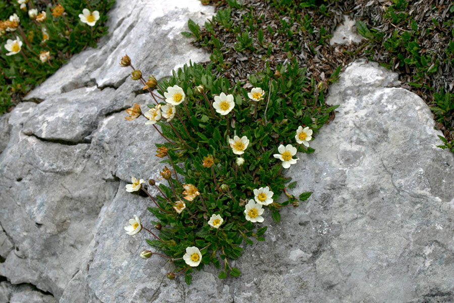 Silberwurz
