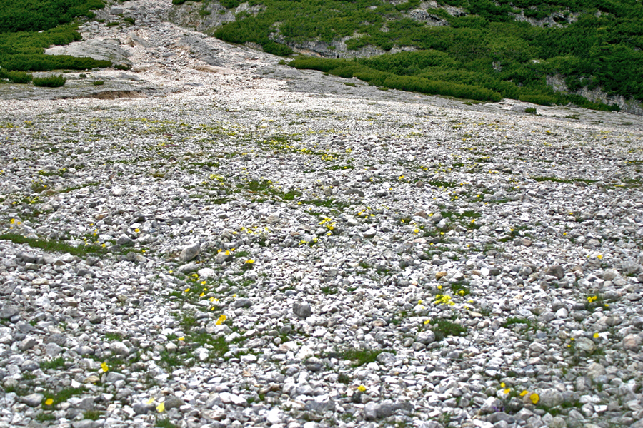 Alpenmohn