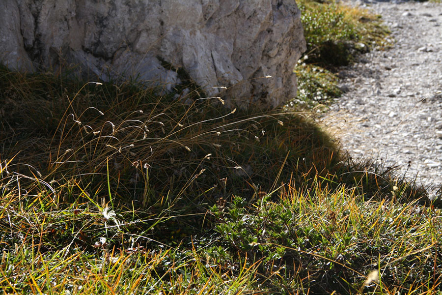 Flora