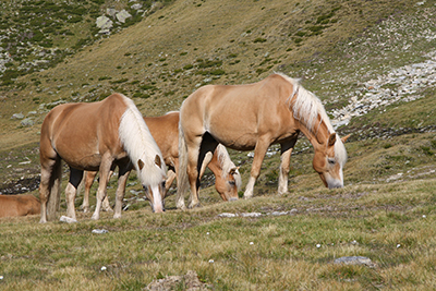 Haflinger