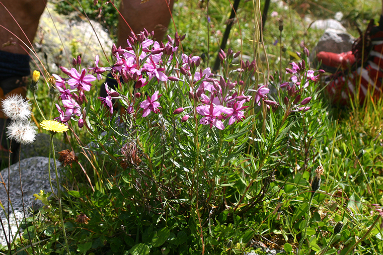 Fleischers Weidenröschen