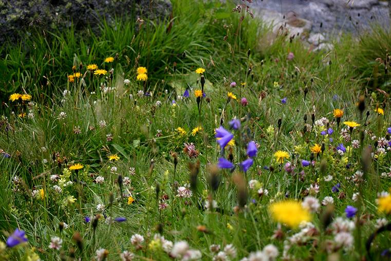 Alpine Blumenwiese