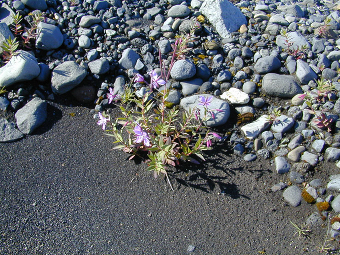Blumen
