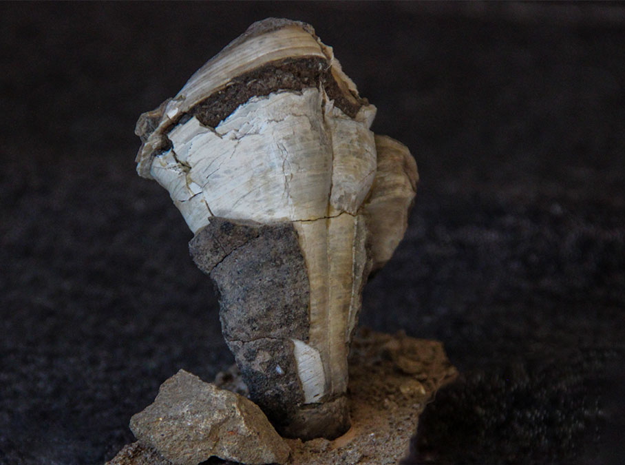 Radiolite