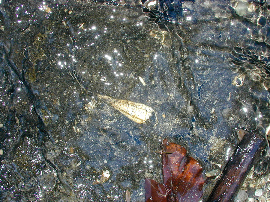 Cerithium