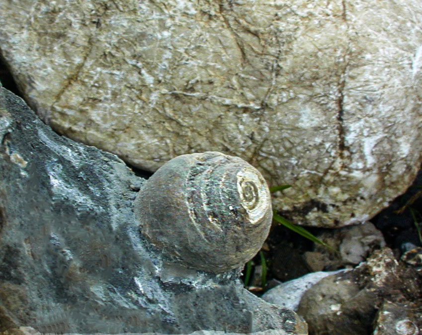 Trochacteon
