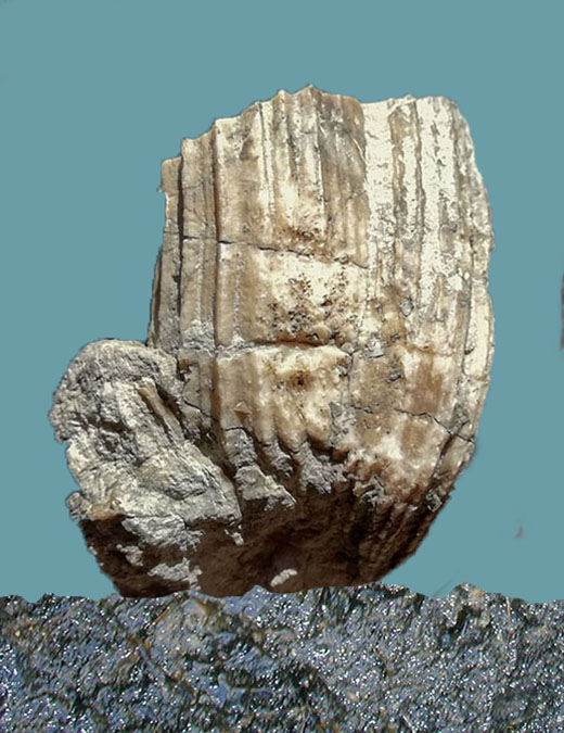 Radiolithes