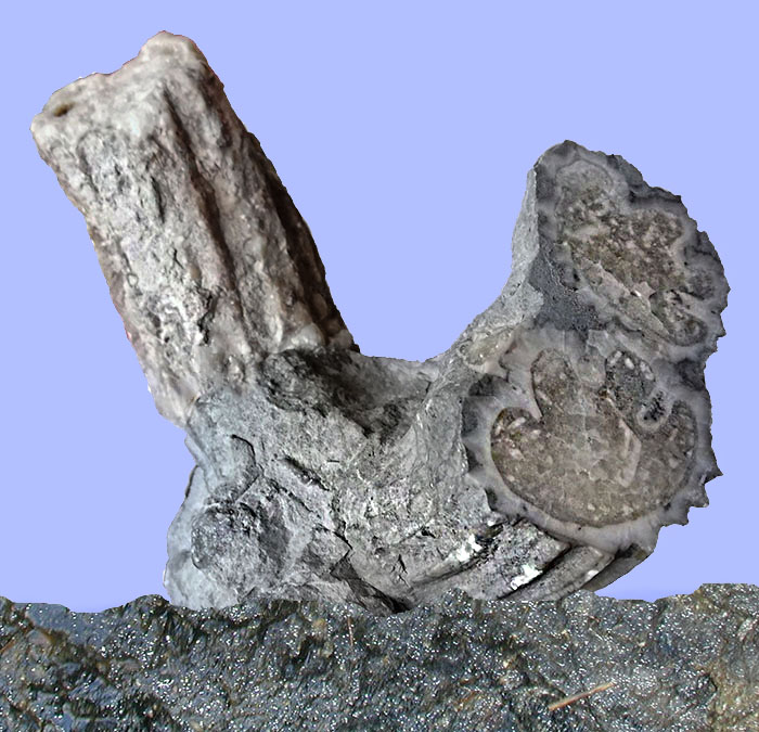 Radiolithes