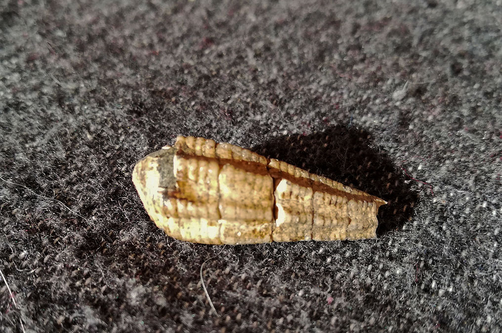 Cerithium