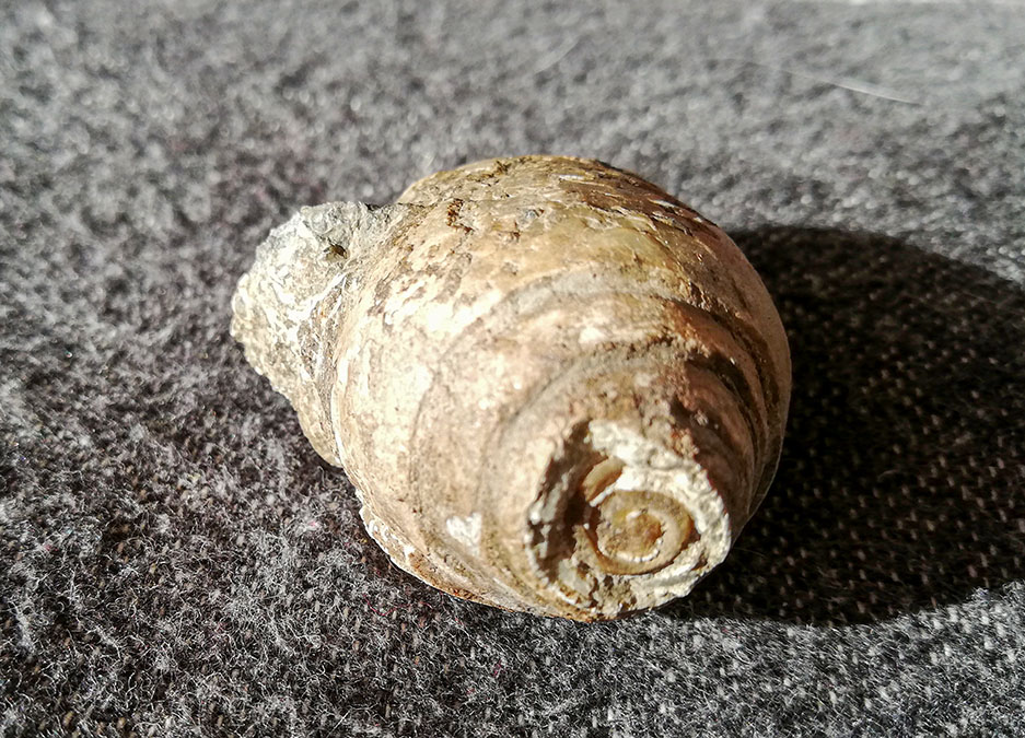 Trochacteon