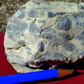 Virgloria Formation 